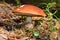 Mushroom orange-cap boletus grows in the forest. On the pileus teeth marks Chipmunk.