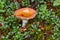 Mushroom with orange cap in the finnish forest. Nature background