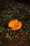 Mushroom with an orange cap growing in a damp forest