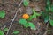 Mushroom with orange cap & warts