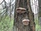 Mushroom parasite grows on an old tree in the forest. Closeup of a tree bark covered with fungal growths. Old birch in the park