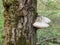 Mushroom parasite grows on an old tree in the forest. Closeup of a tree bark covered with fungal growths. Sick plant