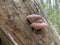 Mushroom parasite grows on an old tree in the forest. Closeup of a tree bark covered with fungal growths. Sick tree in the park