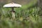 Mushroom parasol on grass mushrooms, Macrolepiota mastoidea