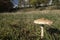 Mushroom parasol on grass mushrooms, Macrolepiota mastoidea