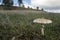 Mushroom parasol on grass mushrooms, Macrolepiota mastoidea