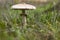 Mushroom parasol on grass mushrooms, Macrolepiota mastoidea in green