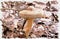 A mushroom Paxillus. Imitation of a picture. Oil paint. Illustration