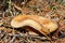 Mushroom paxillus involutus