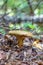 Mushroom Paxillus involutus
