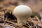 Mushroom pear-shaped puffball (Lycoperdon pyriforme), gray - white grows in forest
