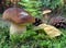 Mushroom Penny Bun in the Pine Forest. Closeup.