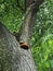 Mushroom perspective took a tree