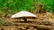 Mushroom photographed in their natural environment. Edible Parasol Mushroom Macrolepiota procera View From Below