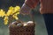 A mushroom picker with a basket full of mushrooms. Beautiful mushrooms in the backlight