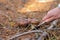 mushroom picker cuts with a knife Suillus mushrooms