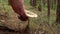 Mushroom picker cuts the mushroom `macrolepiota` with a knife in the forest. Edible mushrooms in the coniferous forest