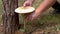 Mushroom picker cuts the mushroom `macrolepiota` with a knife in the forest. Edible mushrooms in the coniferous forest