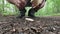 The mushroom picker cuts off a beautiful mushroom, the mushroom turned out to be eaten by insects and unsuitable