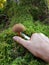 Mushroom picker in the forest cutting a bay boletus