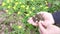 A mushroom picker holds spring Morchella mushrooms in his palm, and examines one mushroom.