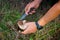 Mushroom picker picked a white mushroom