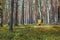 Mushroom picker in yellow raincoat with basket in the pinery