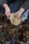 mushroom-pickers hands holding cut tricholoma mushroom in the forest