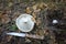 Mushroom picking in the fall - just cut white mushroom with its foot up