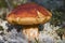 Mushroom picking in the forest. Mushroom boletus edilus. Popular white Boletus mushrooms in forest.