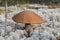 Mushroom picking in the forest. Mushroom boletus edilus. Popular white Boletus mushrooms in forest.