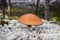 Mushroom picking in the forest. Mushroom boletus edilus. Popular white Boletus mushrooms in forest.