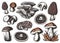 Mushroom picking. Mushrooms, fungus or fungi set