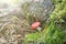 Mushroom picking - a small strong russula with a red hat in the rays of sunlight. The mushroom grew from under