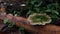 mushroom plants attached to tropical-themed tree trunks reveal their uniqueness in the plantation in the morning