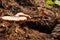 Mushroom plants in humid areas and grow on rotten vegetation.