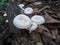 Mushroom plants thrive on rotting wood