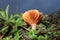 Mushroom poisonous image view particular nature