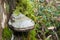 Mushroom Polyporus squamosus, growing on a tree. Polyporaceae.