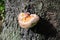 Mushroom Polyporus squamosus in spots on the trunk of tree