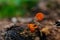 Mushroom pores. Underside mushroom