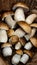 Mushroom portrait background - Top view of many porcini mushrooms, Boletus edulis king bolete in basket