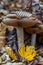 Mushroom portrait covered in oak leaves