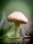 Mushroom portrait in the garden in Autumn in soft focus