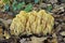 Mushroom ramaria aurea