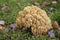 Mushroom of Ramaria flava