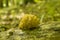 Mushroom Ramaria flava, Coral mushroom