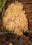 Mushroom Ramaria flava in the forest