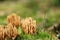 Mushroom Ramaria flava in moss