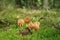 Mushroom Ramaria flava in wood